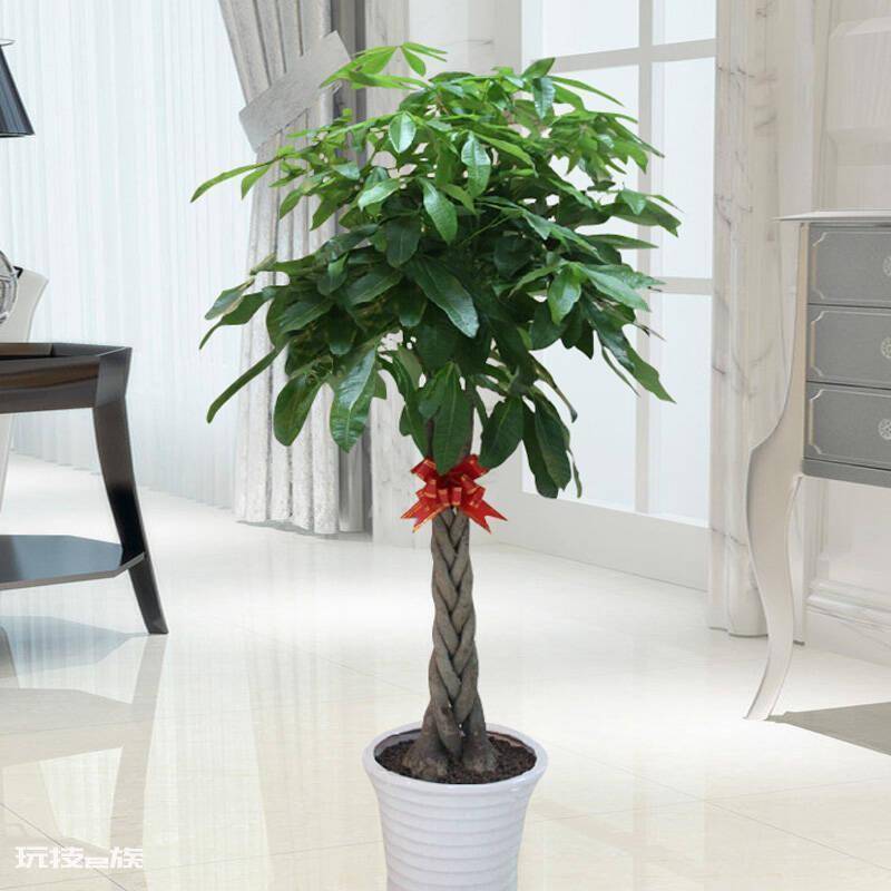 室内大型盆栽植物有哪些好养品种(养护简单不挑环境的绿植)-图片5